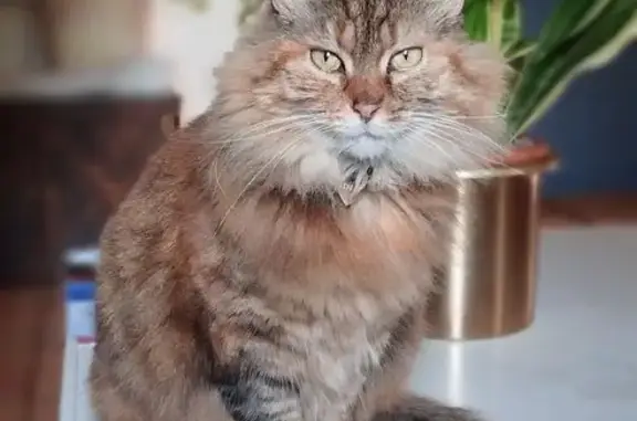 Chatte tigrée marron perdue à Plounévez - photo