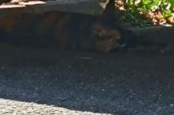 Chat trouvé Langeais, photo: Chatte bicolore câline trouvée à Langeais