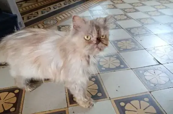 Chatte persane beige/gris trouvée en forêt - photo
