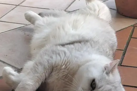 Animaux perdus , photo: Chat perdu : British tabby blanc à Saint-Ours