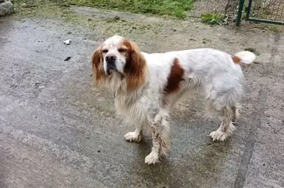 Chien perdu Plouha, photo : Chien perdu à Plouha, contactez 0660297842