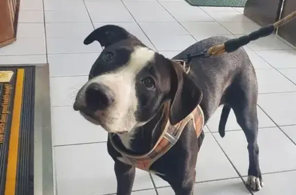 Found pets Chicago, photo: Sweet Black & White Pitbull Found in Chicago