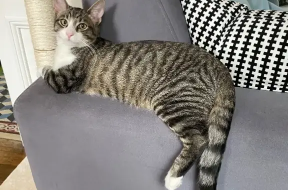 Animaux perdus Arcueil, photo: Chat perdu : Tigre et blanc, collier noir