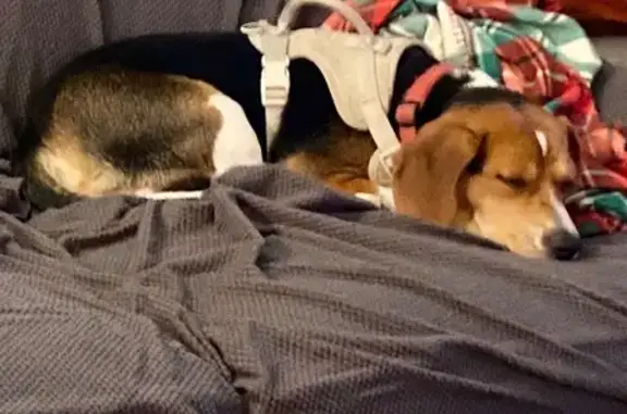 Lost Beagle: Multi-Color, Green Rd
