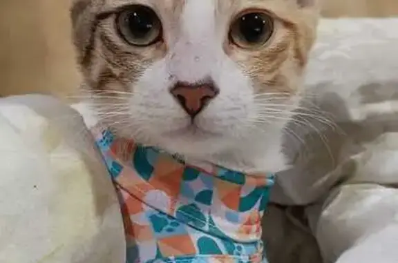 gato desaparecida