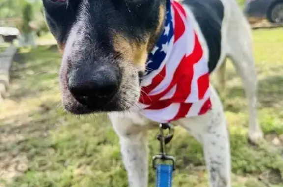 Lost pets Lunenburg, photo: Lost Shy Dog Oreo on Lakeview Ave, Lunenburg