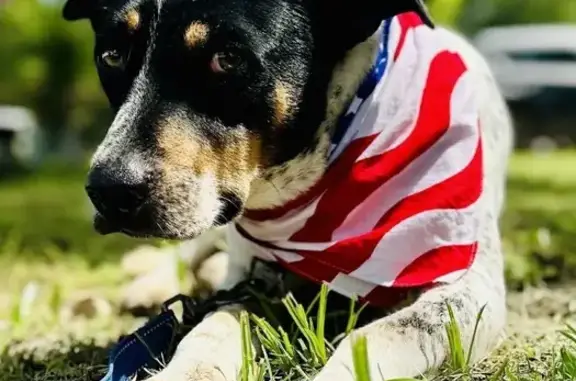 Lost and found pets Madaket, photo: Lost Shy Dog Oreo on Lakeview Ave, Lunenburg