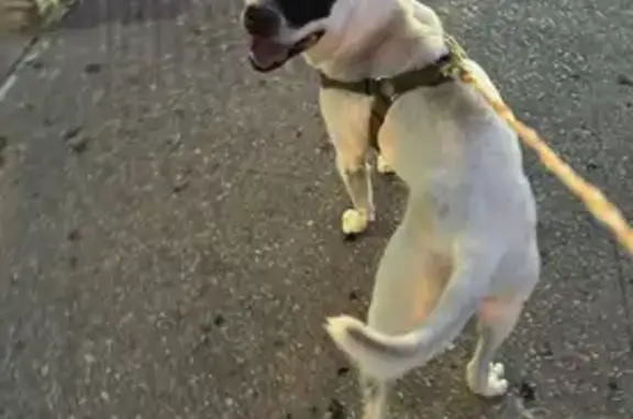 Lost and found pets , photo: Found: Young Puppy with Black Eye Patch