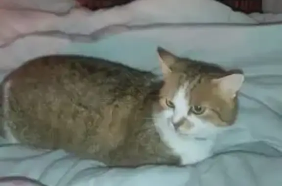 Chat perdu : blanc/marron, yeux verts, Nazelles - photo