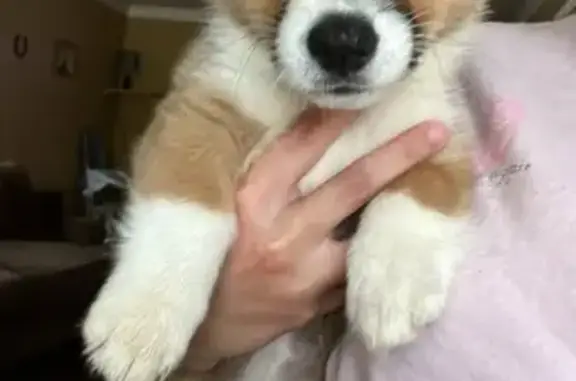 Help Find Honey: Lost Corgi in Spartanburg