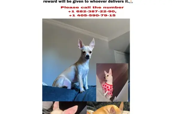 Lost Golden Dog: Catalina Drive, OKC