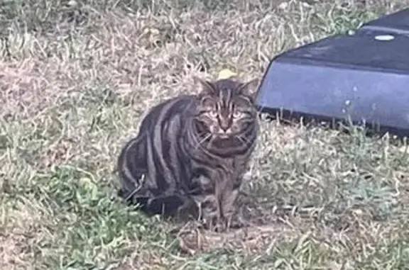 Chatte tigrée perdue à Bayeux - photo