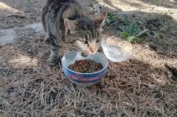 Chat trouvé Tiercé, photo: Chat tigré trouvé à Montreuil-sur-Loir