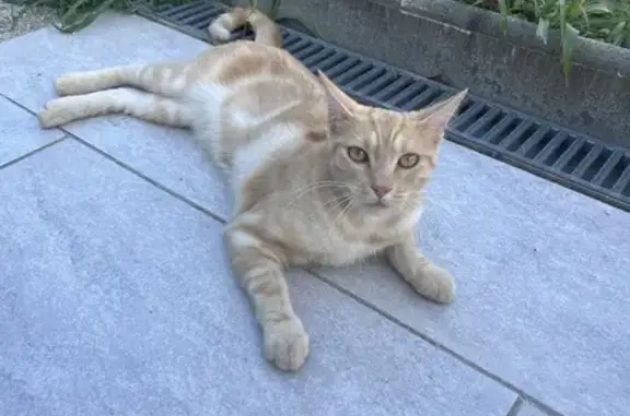 Chat trouvé Albi, photo: Chat trouvé câlin, peu craintif, Albi
