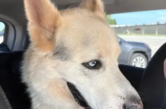 Found: Energetic Male Dog, No...