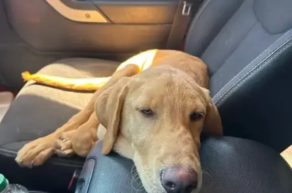 Lost Yellow Lab: Friendly, Blue Collar