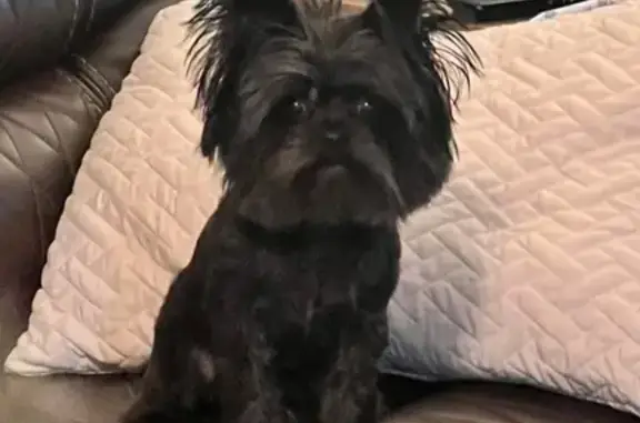 Missing dog Florida Gulf Coast University, photo: Lost Dog: White Tail Tip in Kathleen