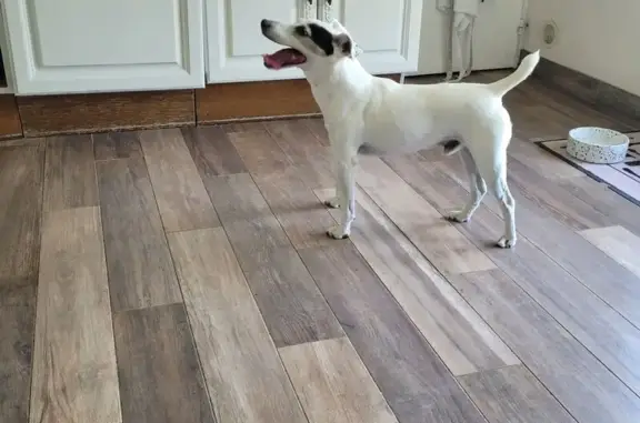 Chien trouvé Chabeuil, photo: Chien croisé trouvé à Chabeuil, non pucé