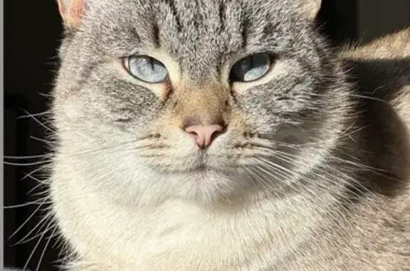 Chat épileptique perdu à Saint-Nazaire - photo