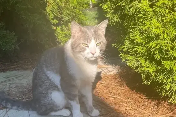 Lost and found pets Edgewood, photo: Rescued Cat Seeks Safe Home from Coyotes