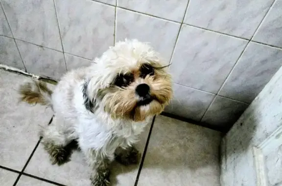 Lost Dog: Fluffy, White/Brown, Dizzy