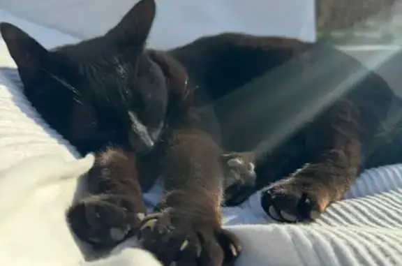Gata Negra Perdida con Collar Verde en Alhaurín