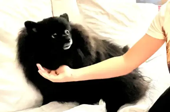 Lost Petite Black Dog - Burley Area