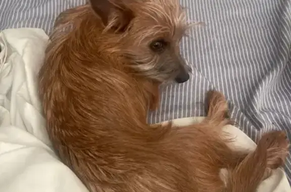 Lost Chorkie: Shy, Brown, Grey Eyes, 4th St