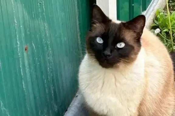 Chat perdu, Dompierre-sur-Mer, photo: Chat siamois perdu à Dompierre-sur-Mer