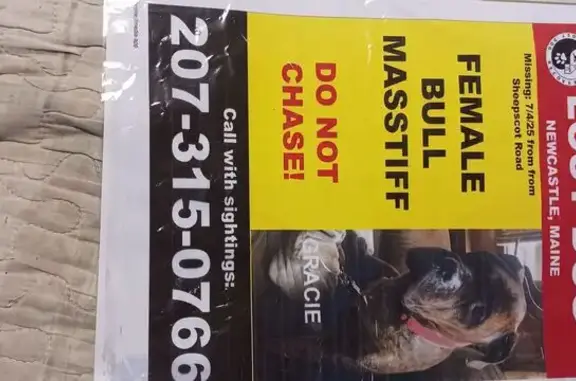 Lost 3-Legged Brindle Mastiff in Newcastle
