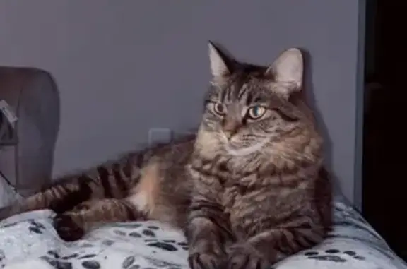 Lost and found pets Palm Bay, photo: Lost Shy Brown Mainecoon in Palm Bay