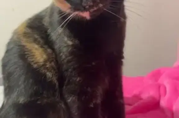 Lost and found pets Ludlow, photo: Lost Cat: Cheetah Print, Chunky, Ludlow