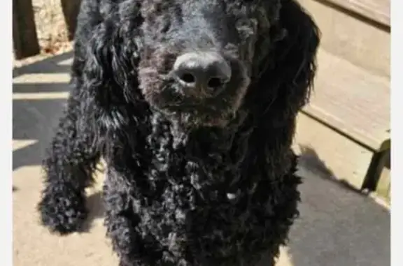 Missing dog Indianapolis, photo: Lost Skittish Poodle Near Hague Rd Area