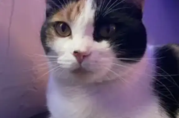 Lost Calico Cat on Rogue River Hwy