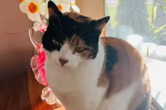 Lost Calico Cat Near Blue Fish Cove