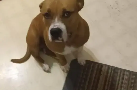 Lost Tan Pitbull: Hope in Sherman, TX