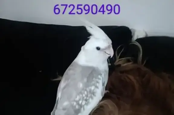¡Ave Ninfa Perdida en Estepona: Recompensa!