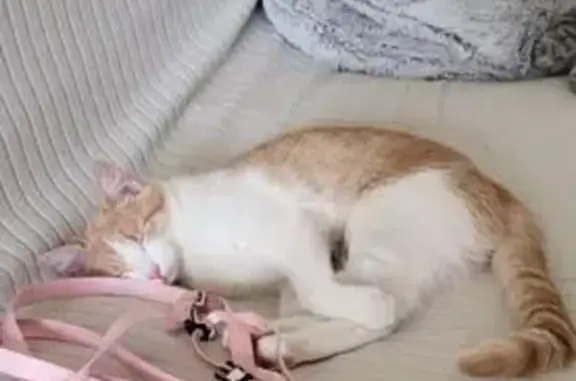Chatte perdue à Séné, blanche et rousse - photo