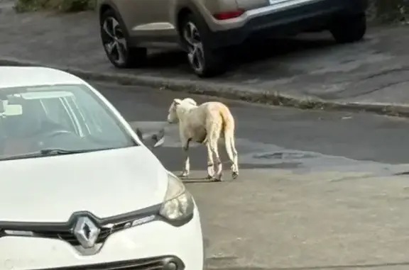 Animaux trouvés Castres, photo: Chien blanc tacheté trouvé à Castres