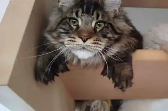 Maine Coon perdue Rue Charles la Chambre - photo