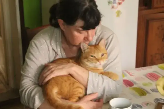 Chat perdu : Mimi, roux et blanc, Salies-de-Béarn - photo