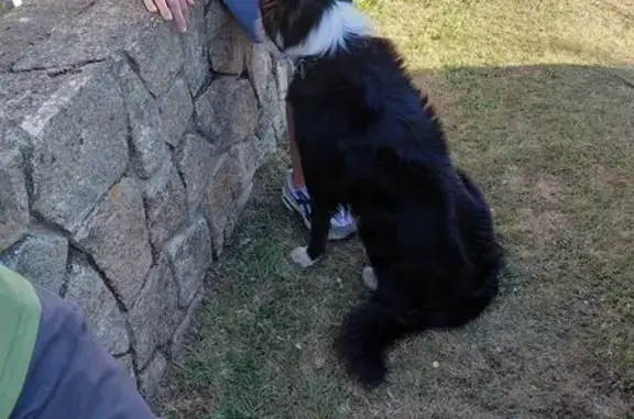 Animaux trouvés , photo: Border Collie trouvé à Cléden-Cap-Sizun
