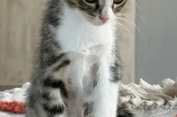 Chat perdu, La Roquebrussanne, photo: Chat perdue, récompense, Route de Brignoles