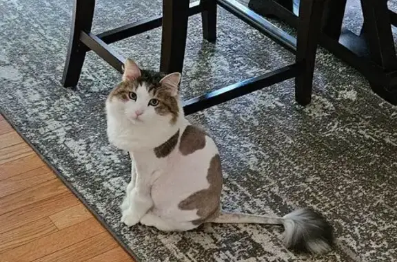 Lost Cat: Fluffy with Lion's Cut, Londonderry