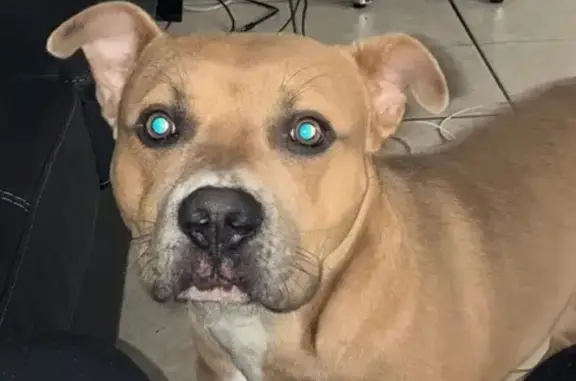 Lost Pitbull: Brown with White Paws