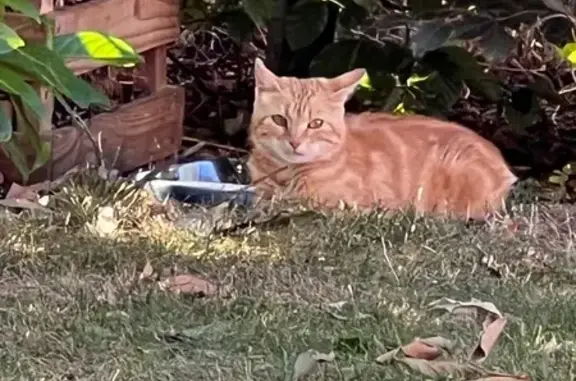 Chat roux blessé trouvé à Clénay - photo