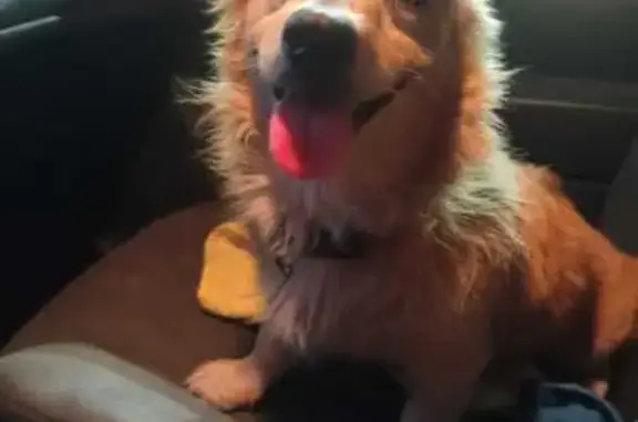 Perro encontrado Mazatlan, foto: Perro Color Miel Encontrado en Mazatlán