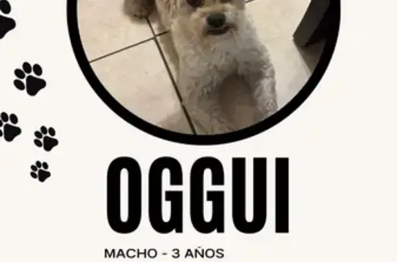 Perro Blanco Perdido en Boulevard Mirasierra