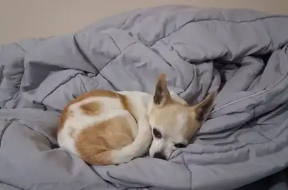 Lost Chihuahua: White & Tan, Lilburn GA