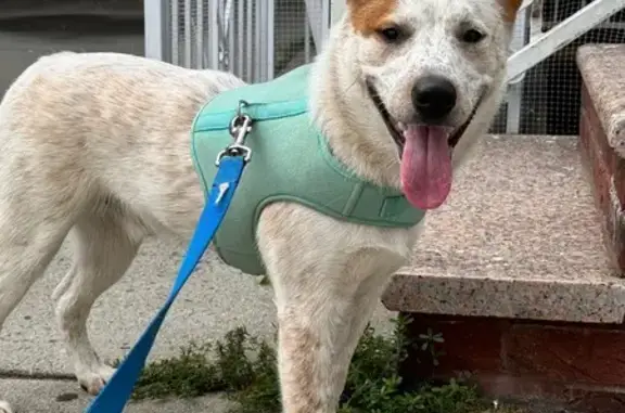 Found: Brown-Eared Dog on 62nd St